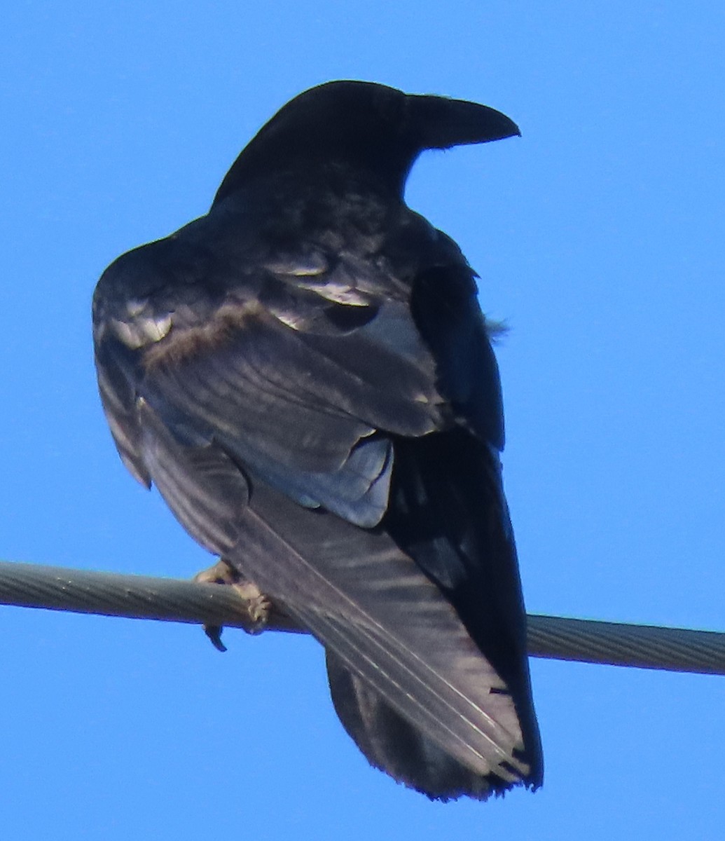 Common Raven - ML620832878