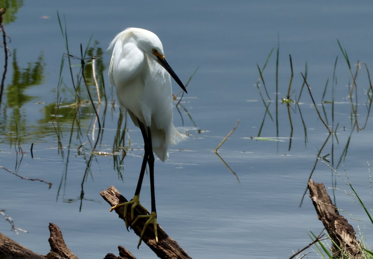 Snowy Egret - ML620832879