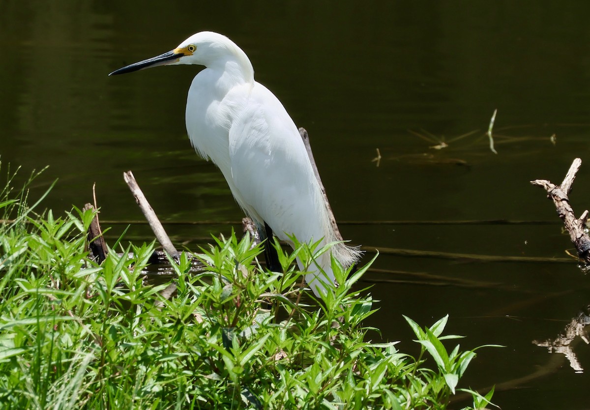 Snowy Egret - ML620832880