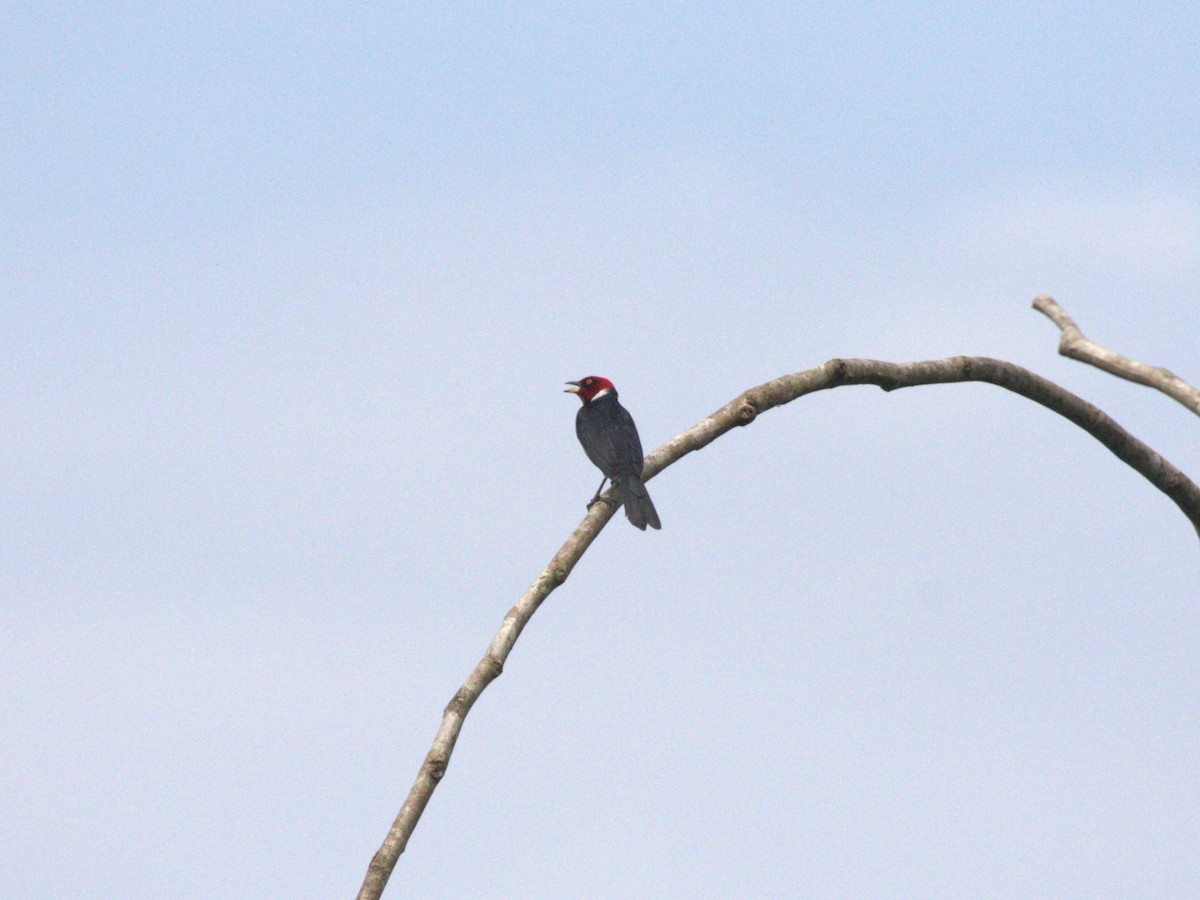 Red-capped Cardinal (Red-capped) - ML620832881