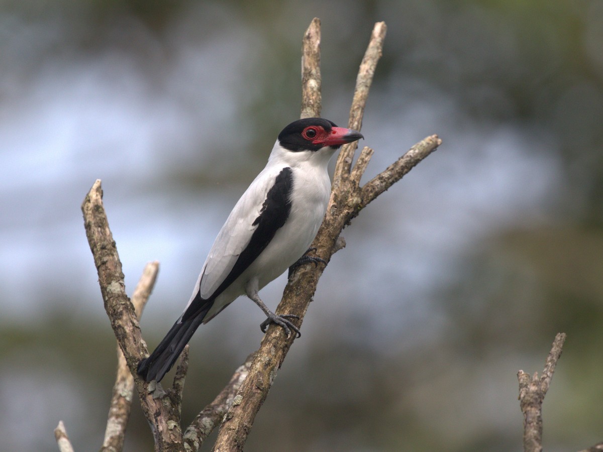 Black-tailed Tityra (Western) - ML620832882