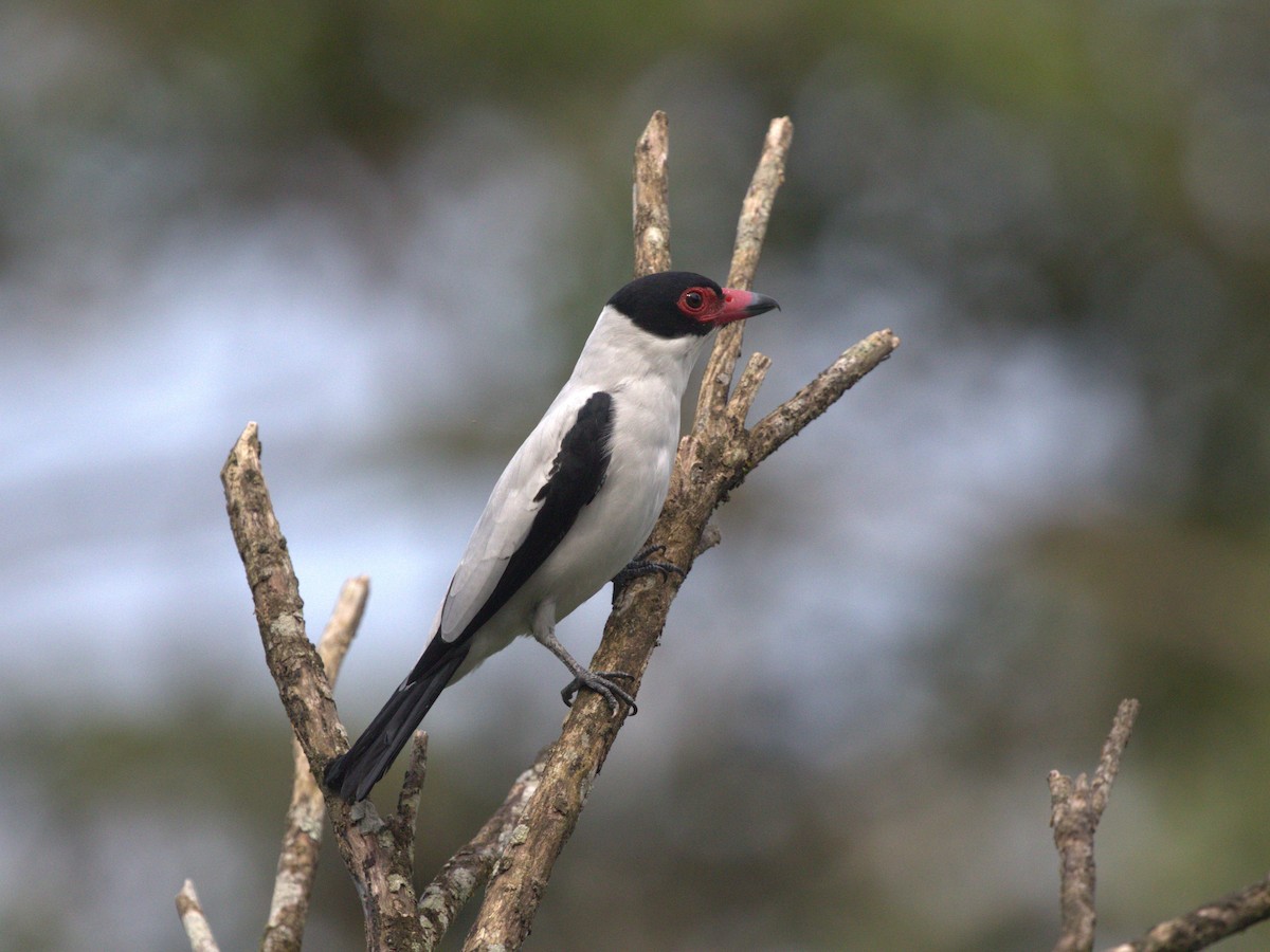 Black-tailed Tityra (Western) - ML620832883