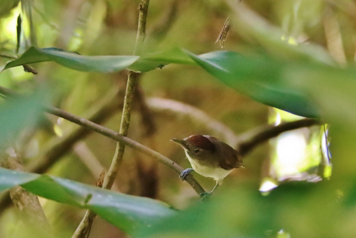 Scaly-crowned Babbler - ML620832886