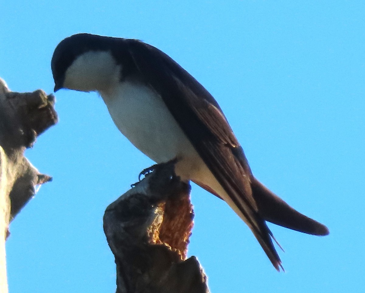 Tree Swallow - ML620832888