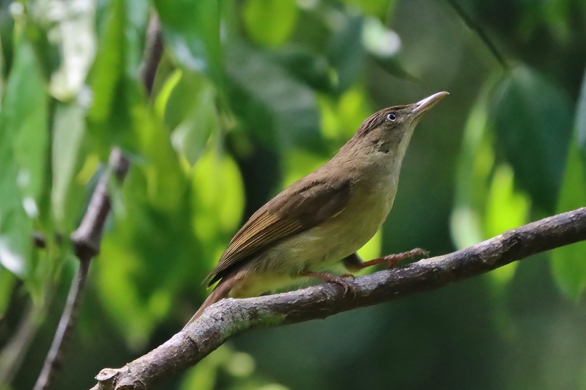 Charlotte's Bulbul - ML620832889