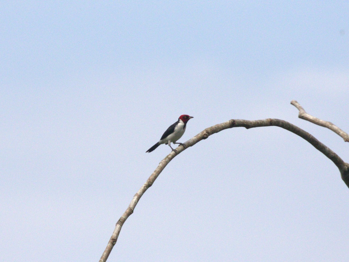 Red-capped Cardinal (Red-capped) - ML620832900