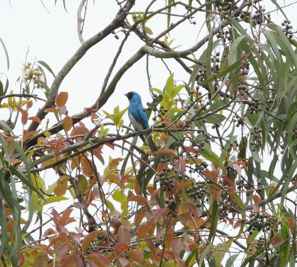 Swallow Tanager - Manuel Pérez R.