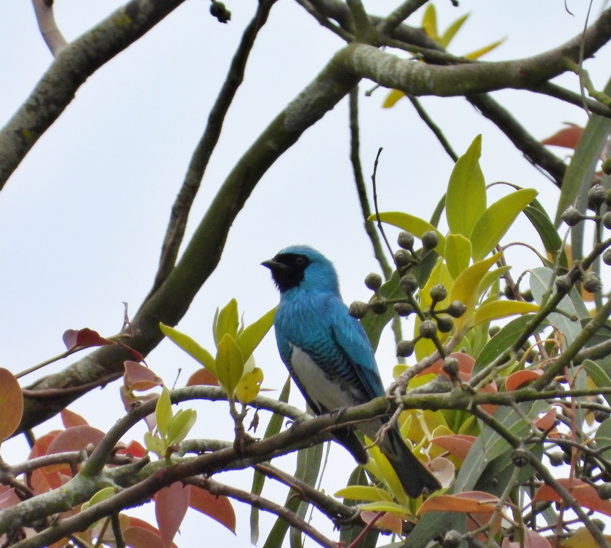 Swallow Tanager - ML620832922