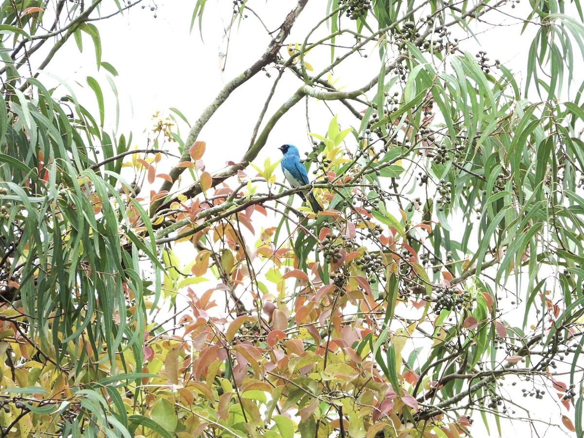 Swallow Tanager - ML620832923