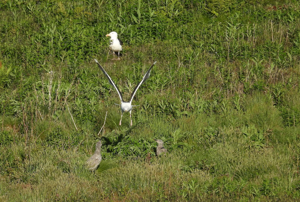 Great Black-backed Gull - ML620832924