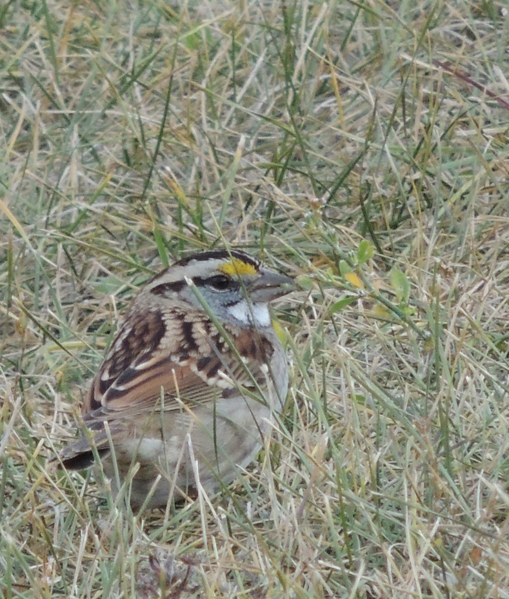 White-throated Sparrow - Nancy Henke