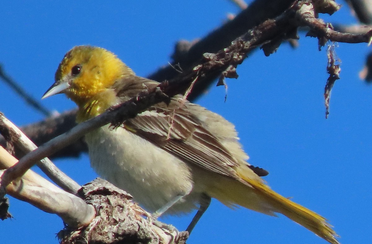 American Goldfinch - BEN BAILEY