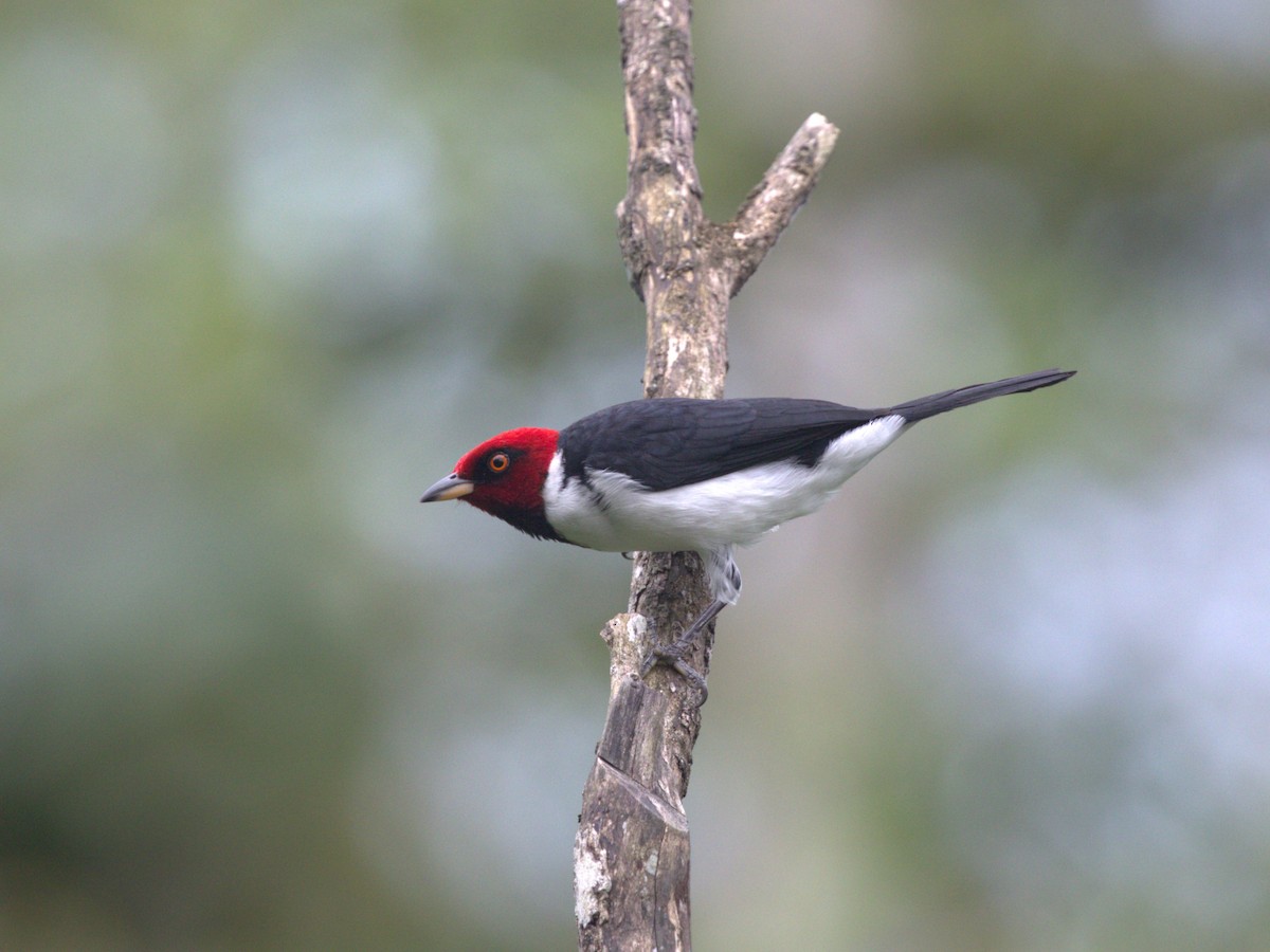 Red-capped Cardinal (Red-capped) - ML620832929