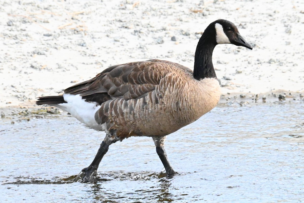 Canada Goose - ML620832930