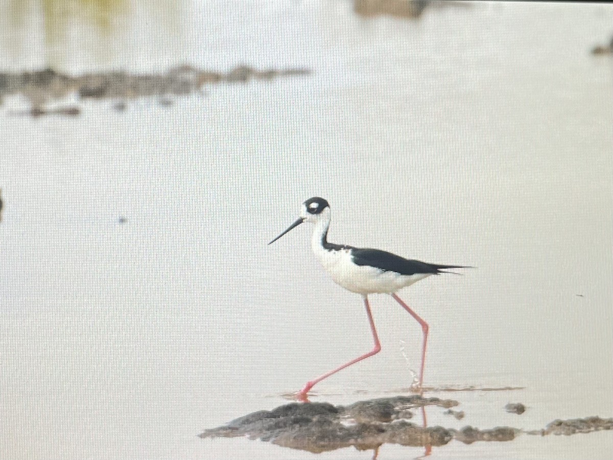 Black-necked Stilt - ML620832932