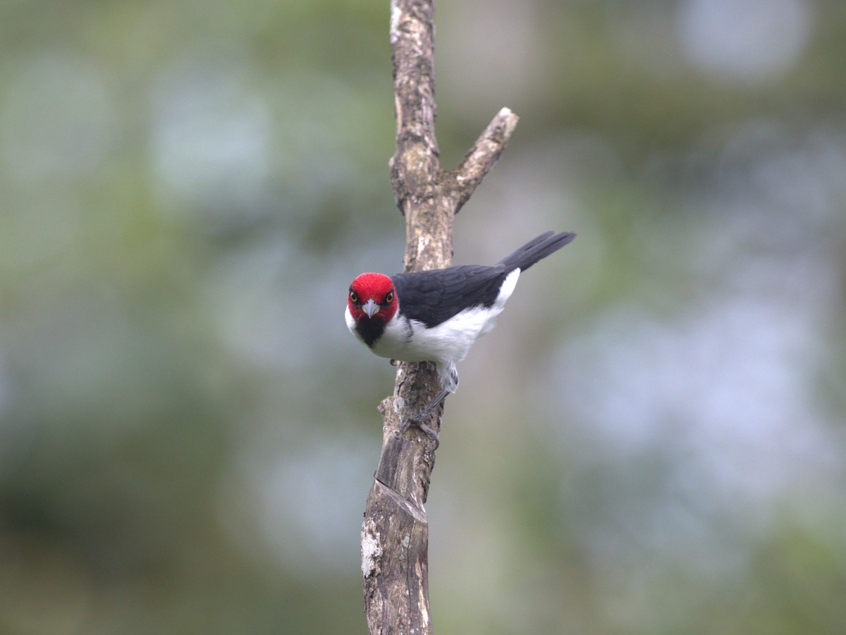 Red-capped Cardinal (Red-capped) - ML620832933