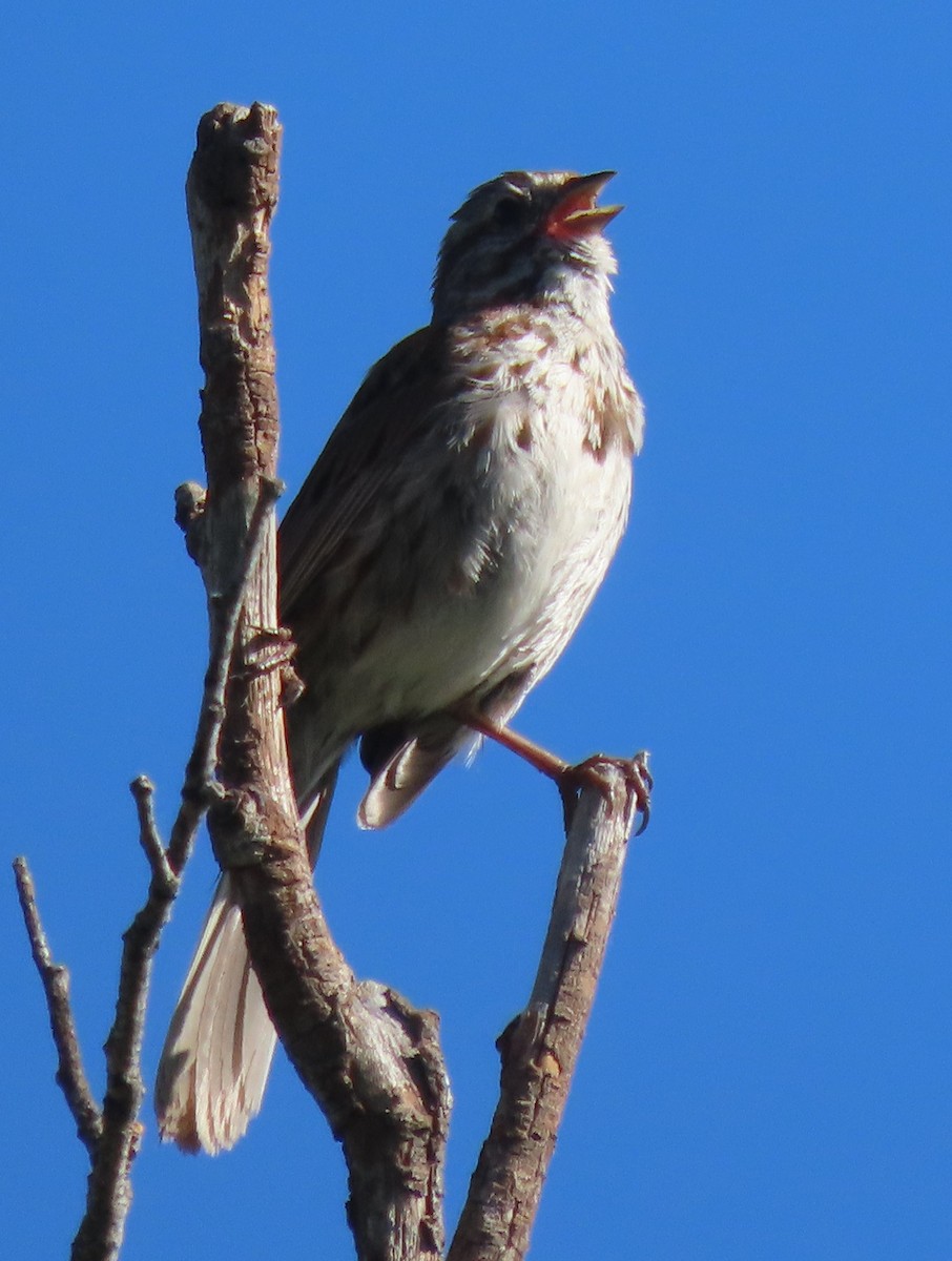 Song Sparrow - ML620832934