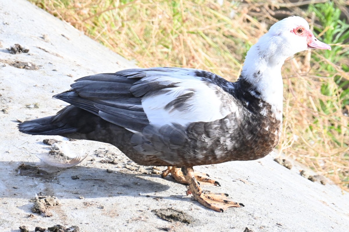 Muscovy Duck (Domestic type) - ML620832938