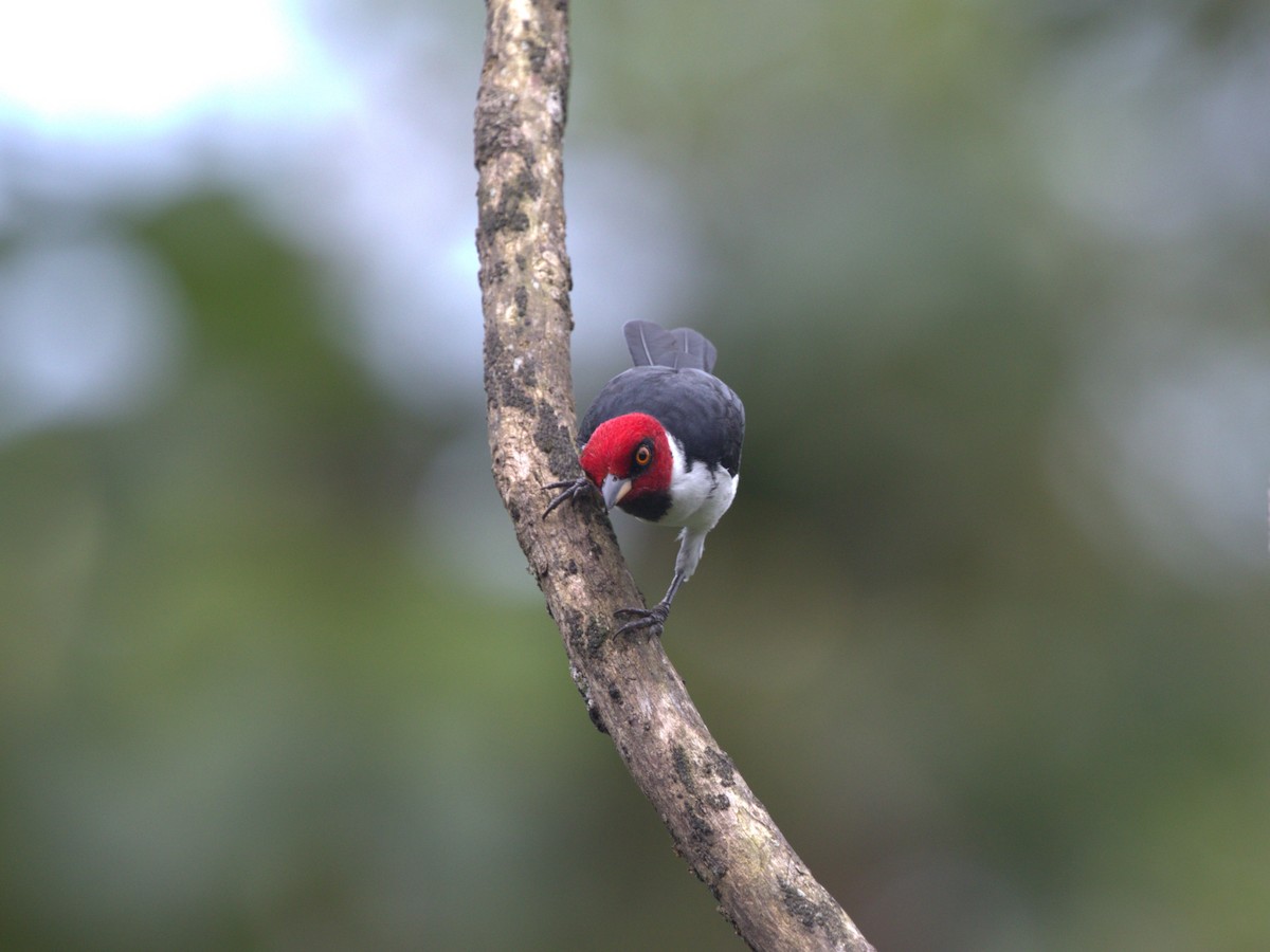 Red-capped Cardinal (Red-capped) - ML620832939