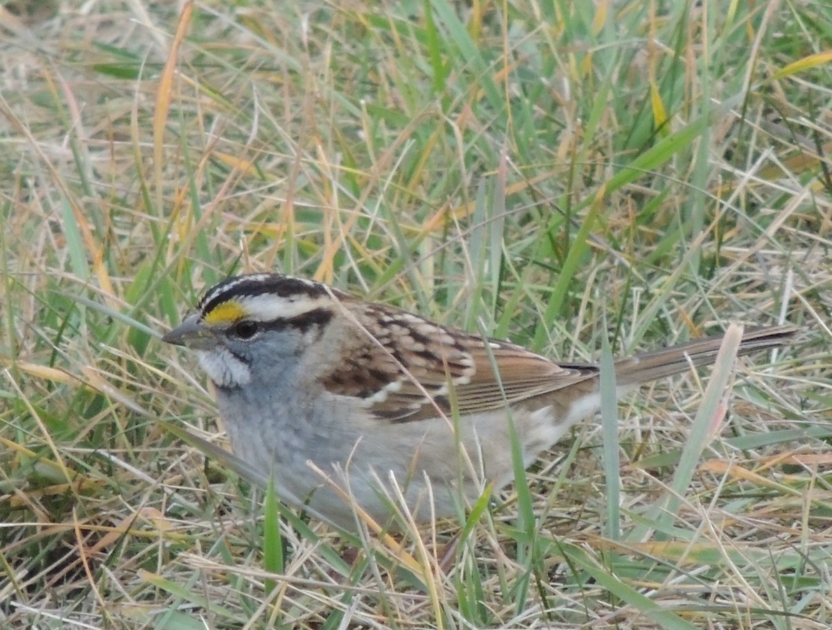 White-throated Sparrow - ML620832940