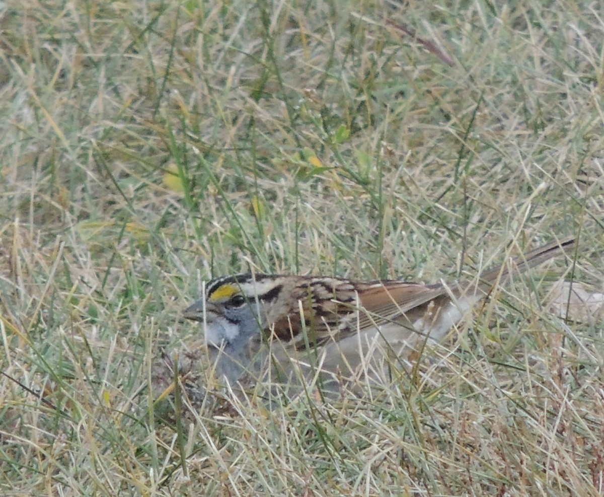 White-throated Sparrow - ML620832941