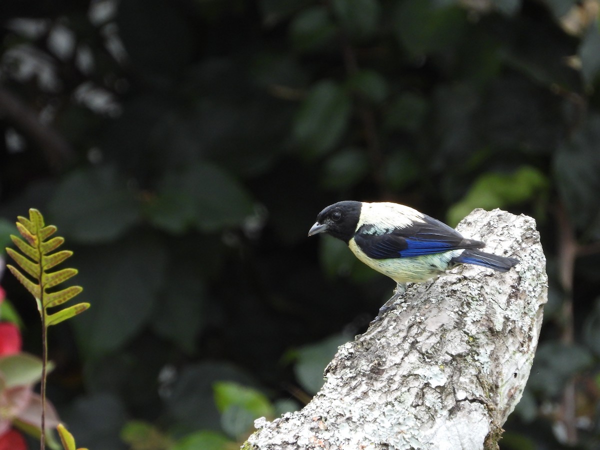 Black-headed Tanager - ML620832942