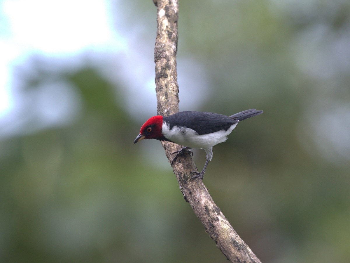 Red-capped Cardinal (Red-capped) - ML620832943