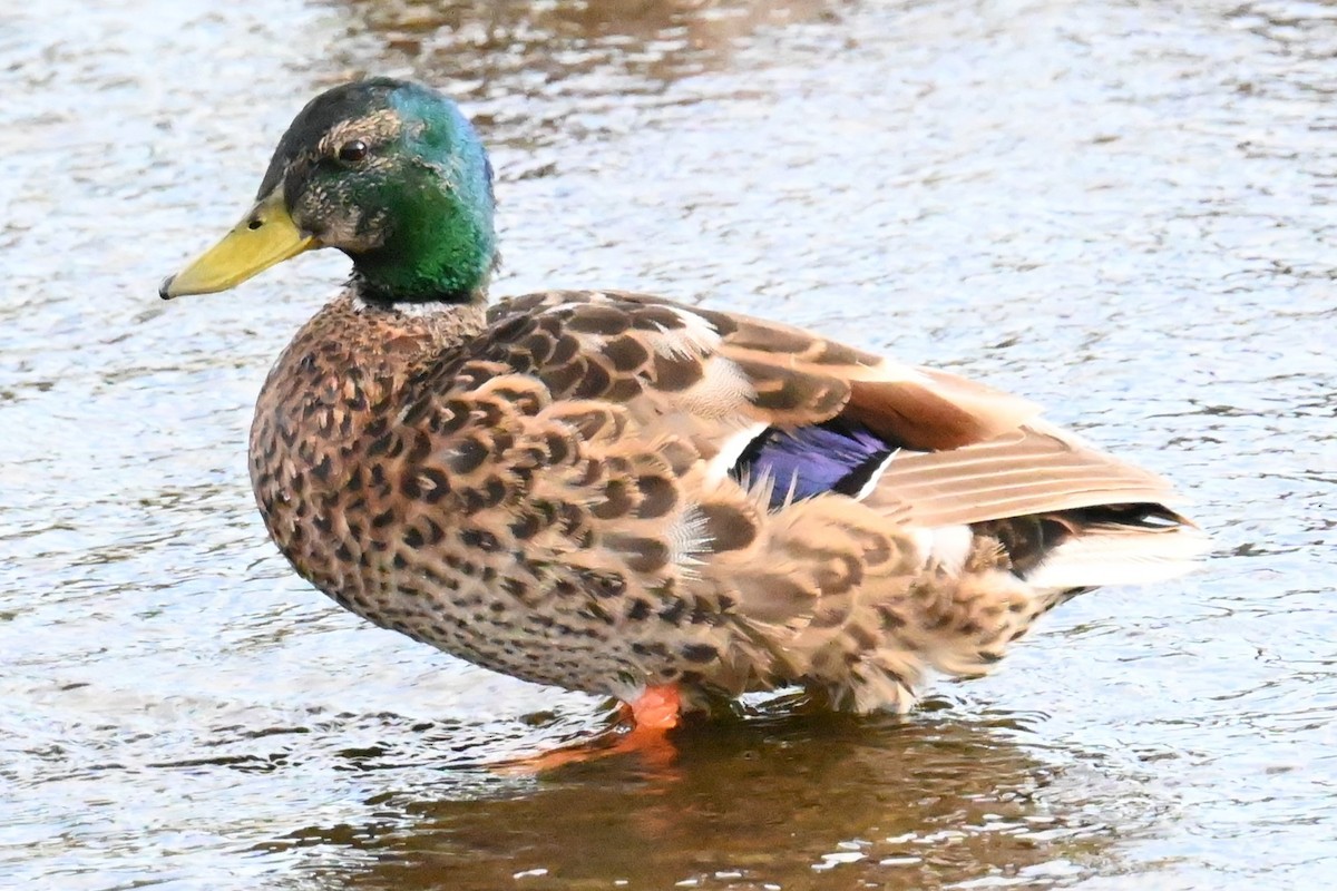 Mallard (Domestic type) - ML620832944