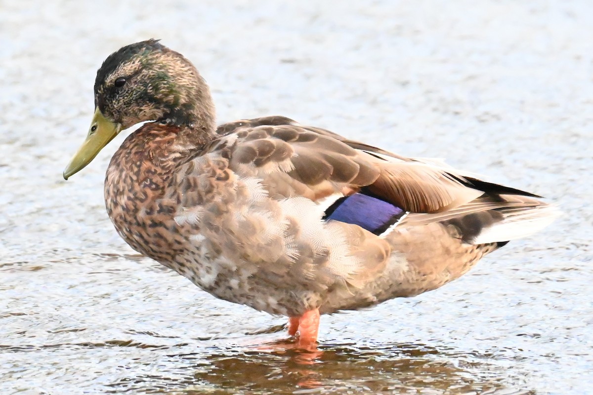 Mallard (Domestic type) - ML620832945