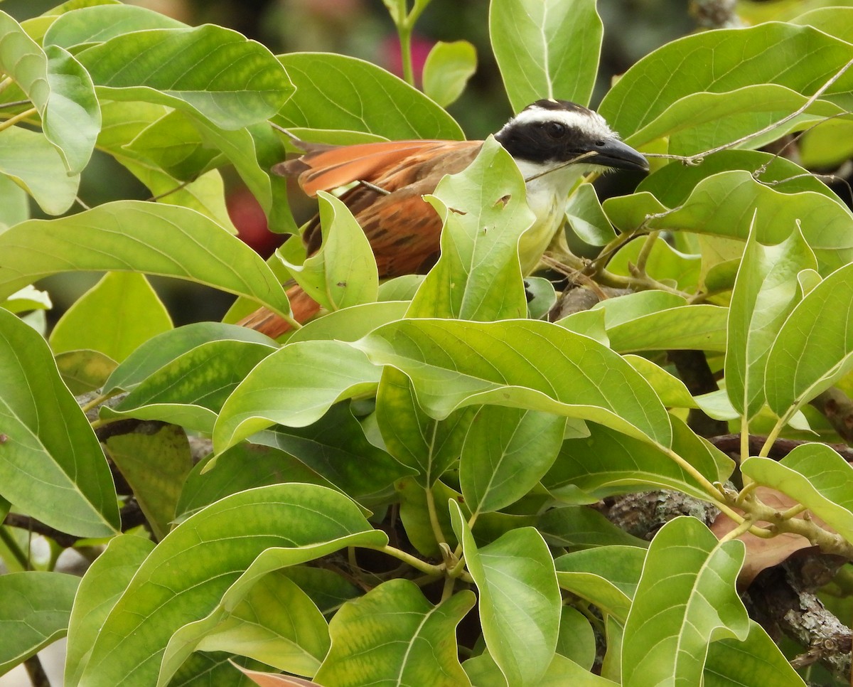 Great Kiskadee - ML620832947