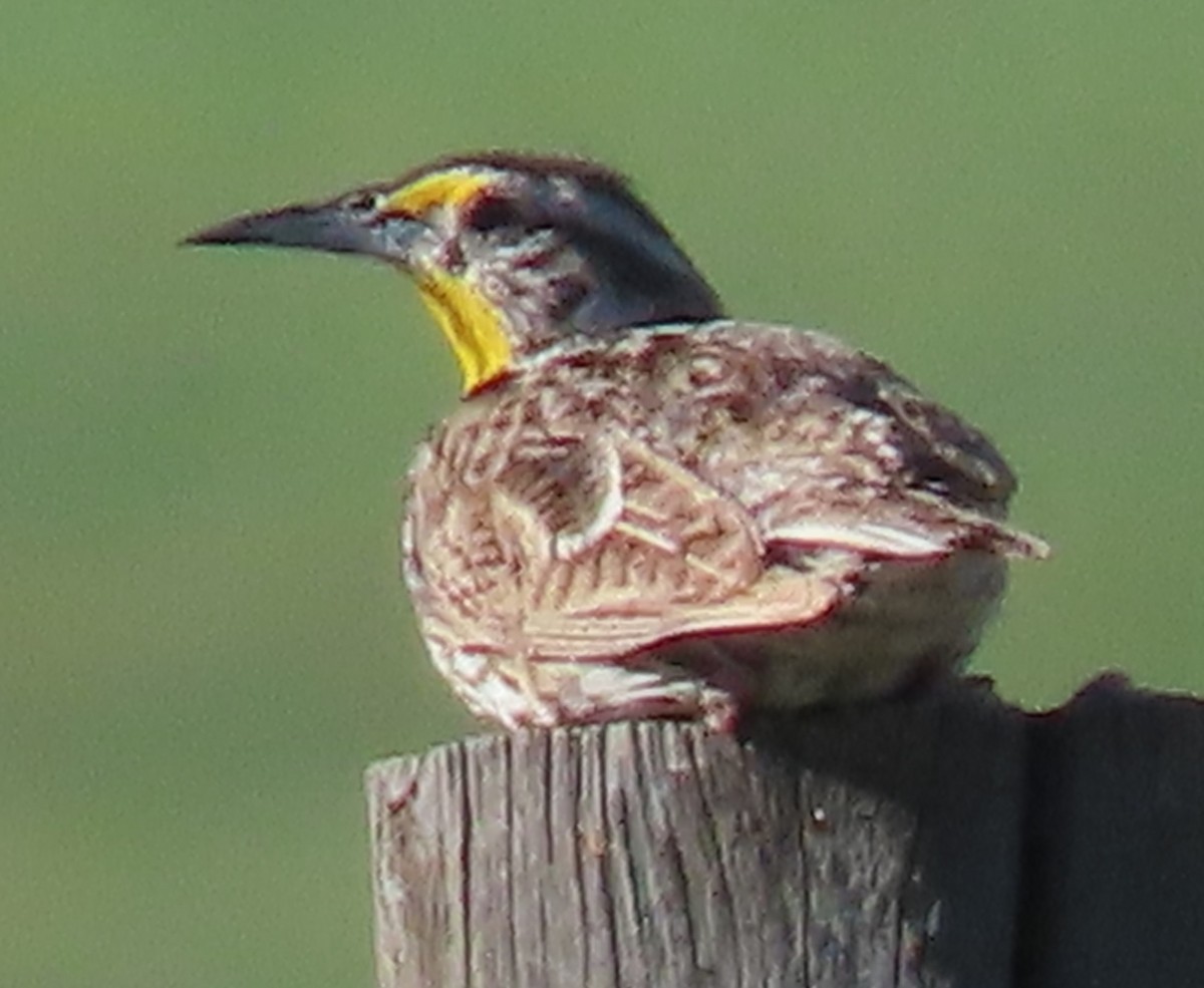 Western Meadowlark - ML620832948