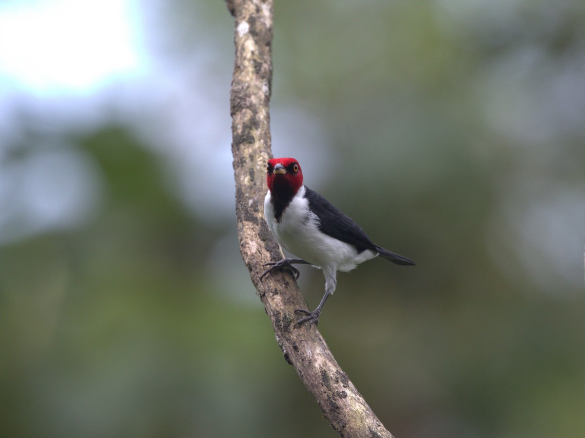 Red-capped Cardinal (Red-capped) - ML620832949