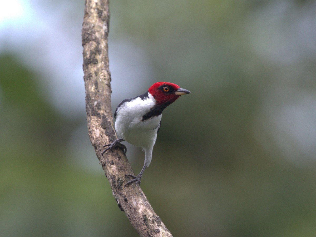 Red-capped Cardinal (Red-capped) - ML620832953