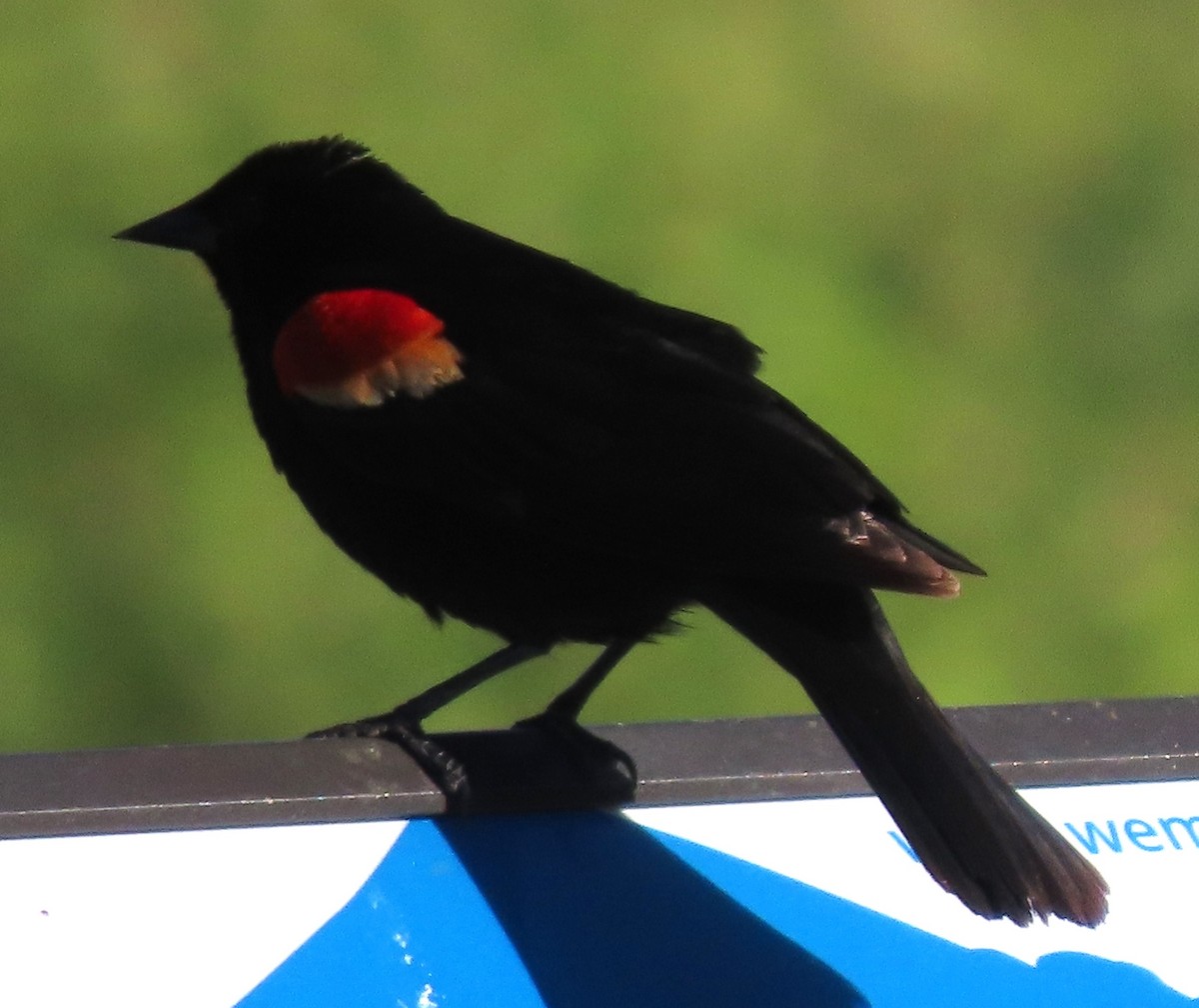 Red-winged Blackbird - ML620832955