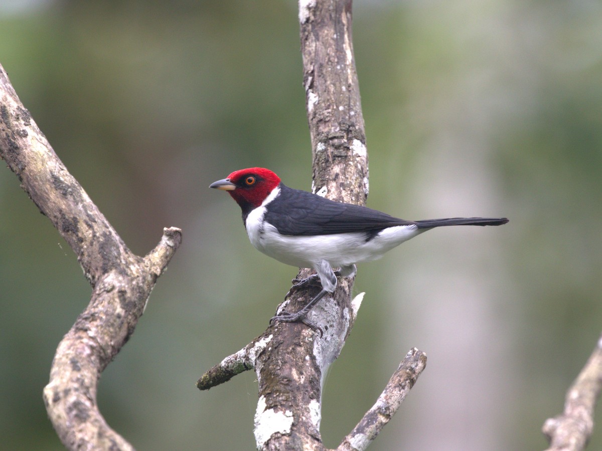 Red-capped Cardinal (Red-capped) - ML620832958