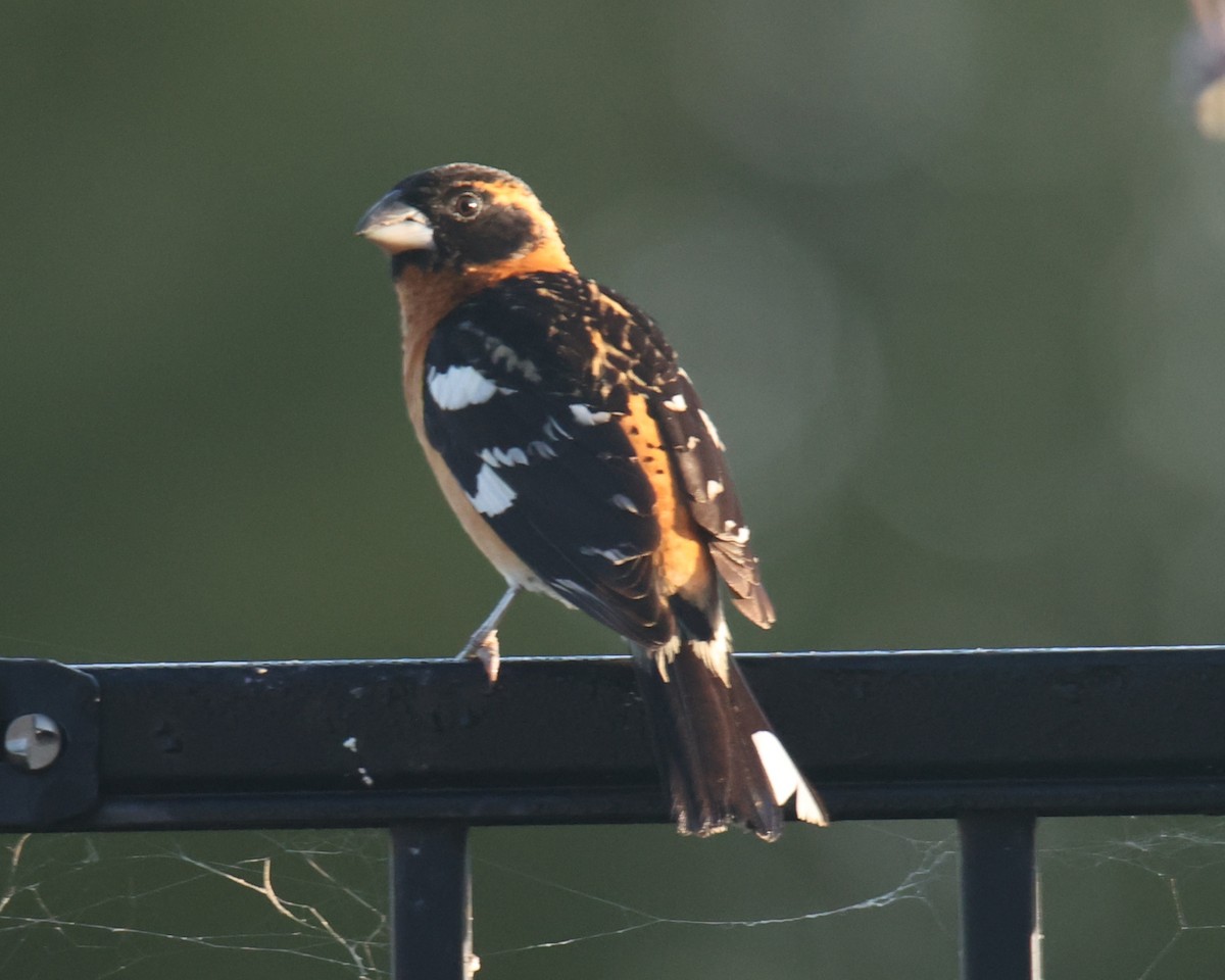 Black-headed Grosbeak - ML620832963