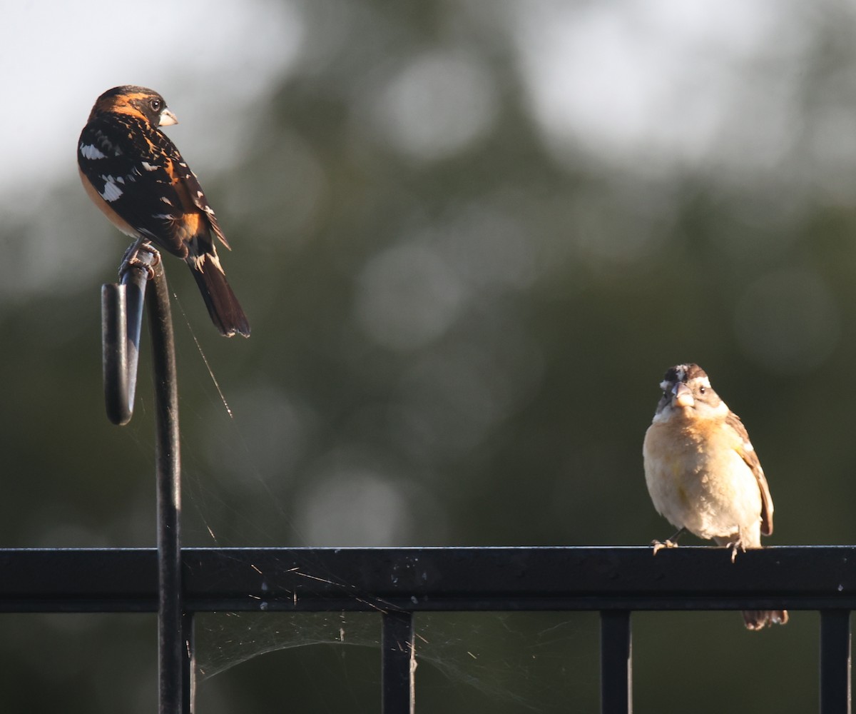 Black-headed Grosbeak - ML620832964