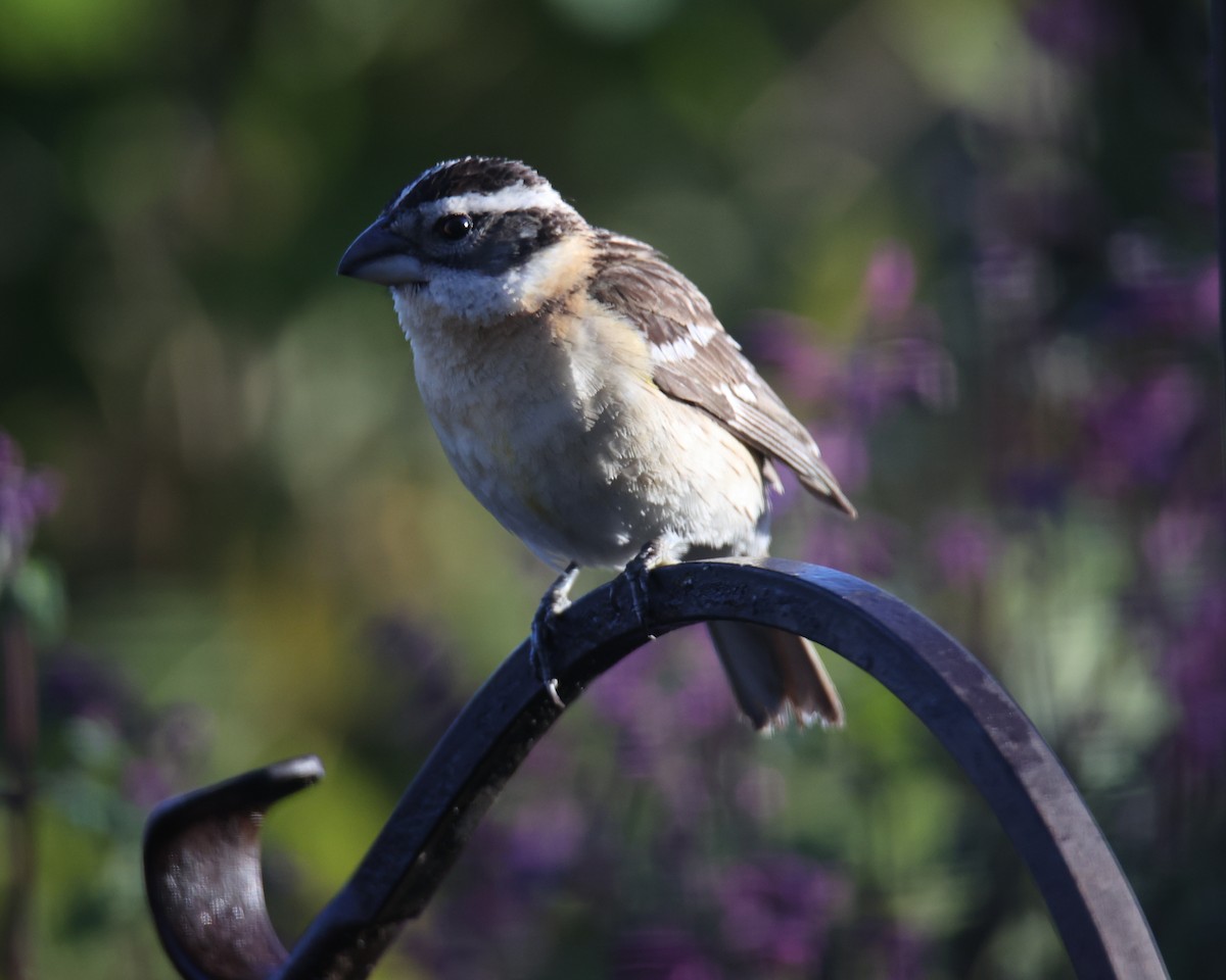 Black-headed Grosbeak - ML620832965