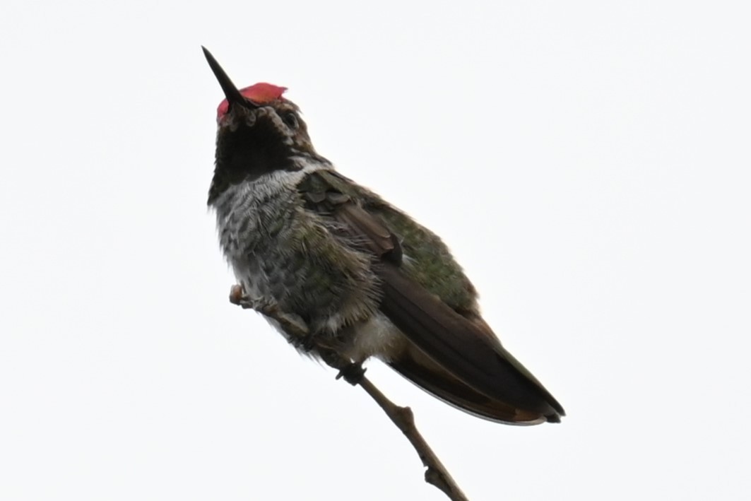 Anna's Hummingbird - ML620832967