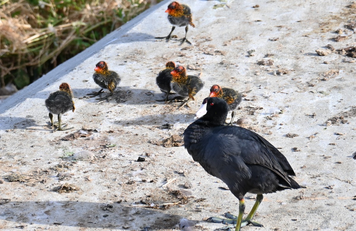 American Coot - Remigio Miguel