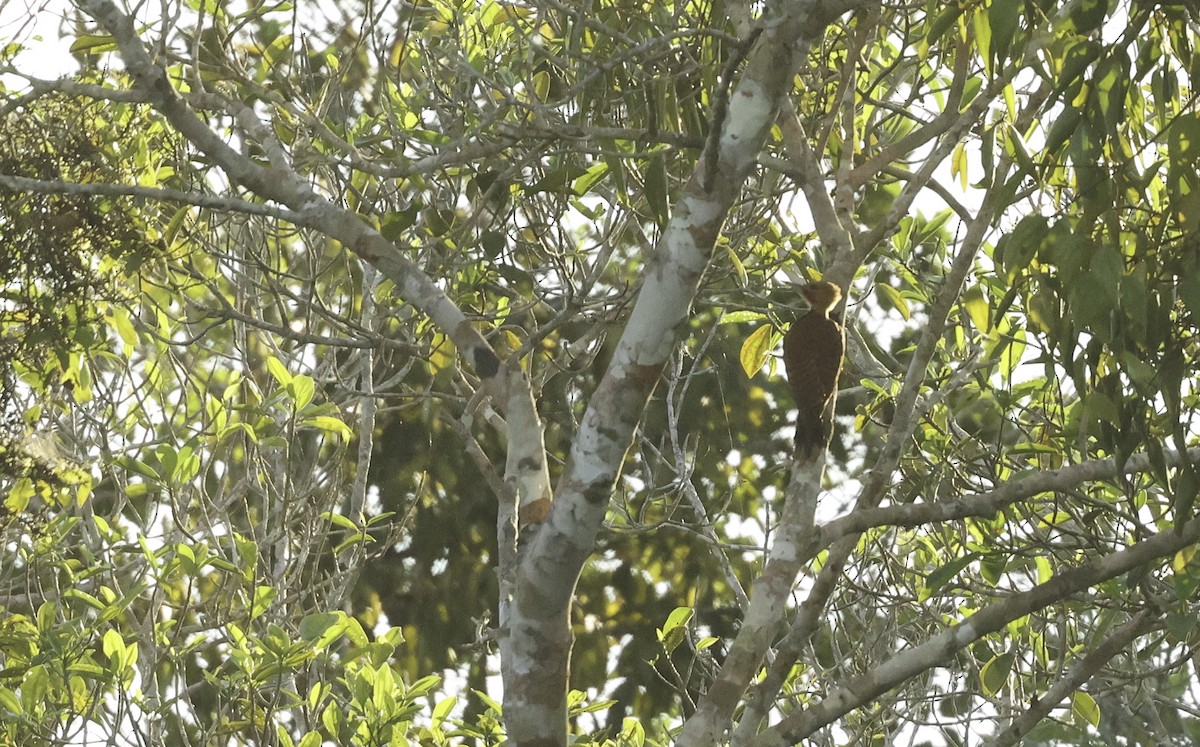 Ringed Woodpecker (Amazonian Black-breasted) - ML620832977