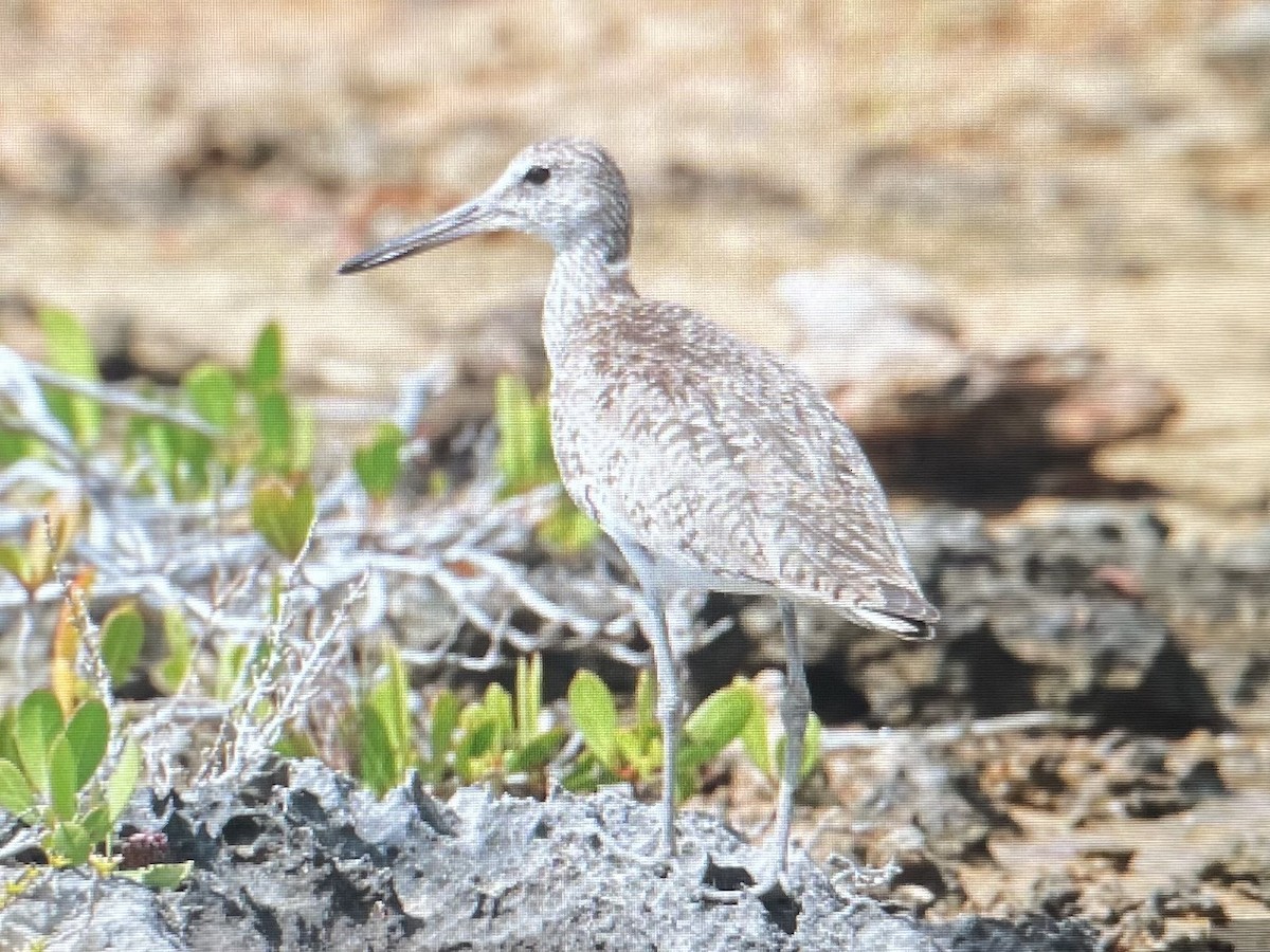 Willet (Eastern) - ML620832978