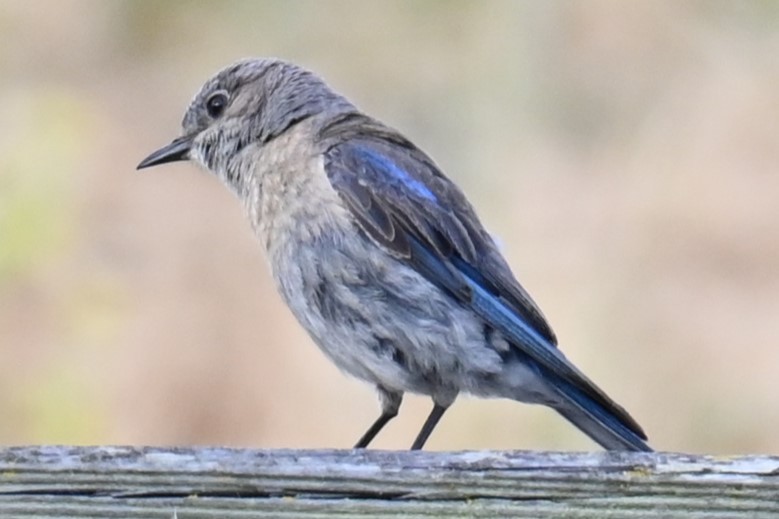 Western Bluebird - ML620832983