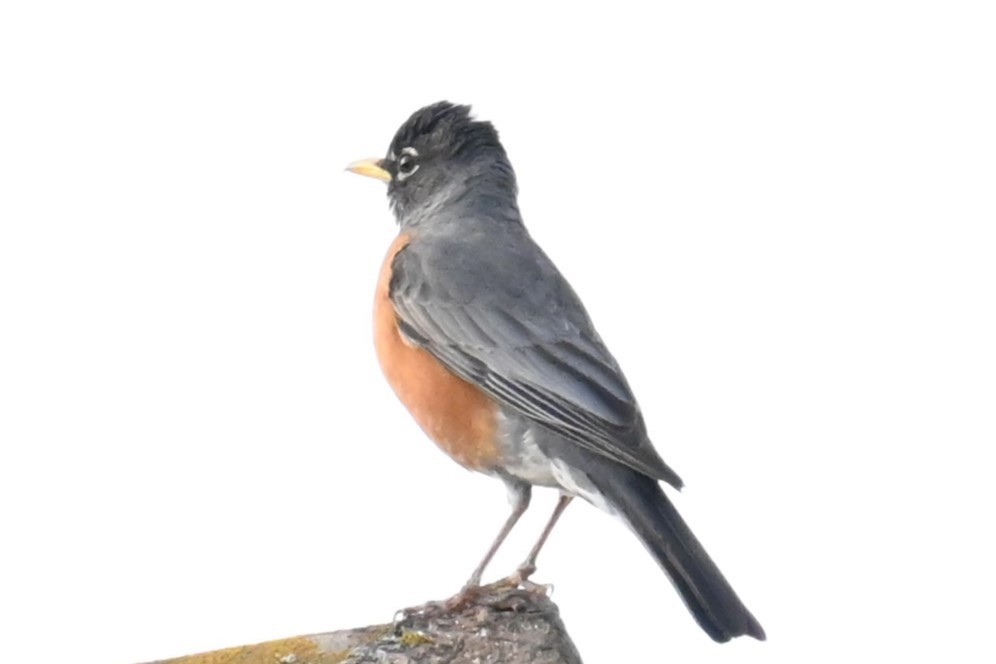 American Robin - ML620832984