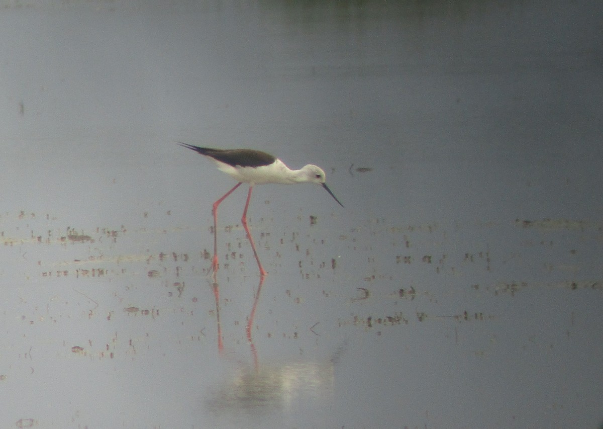 Black-winged Stilt - ML620832987