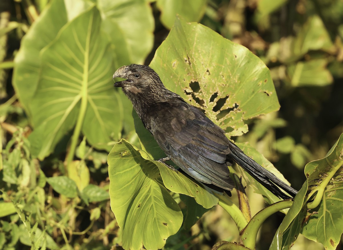 Smooth-billed Ani - ML620832990