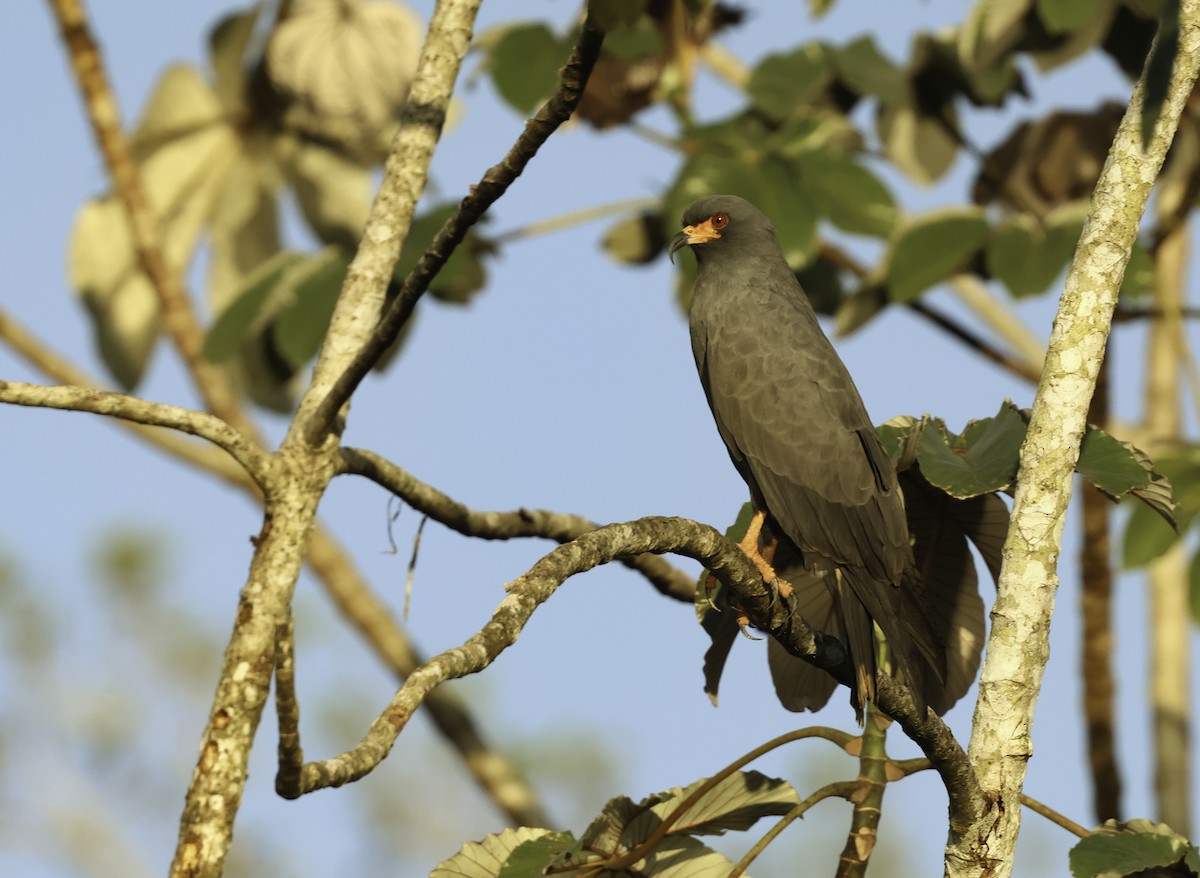 Snail Kite - ML620833001