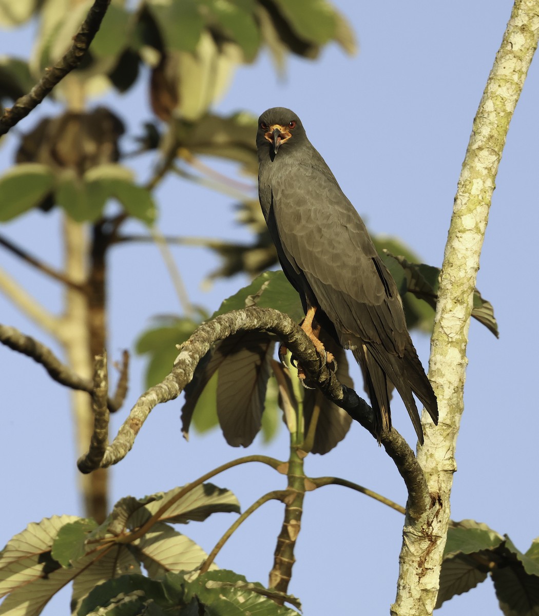 Snail Kite - ML620833003