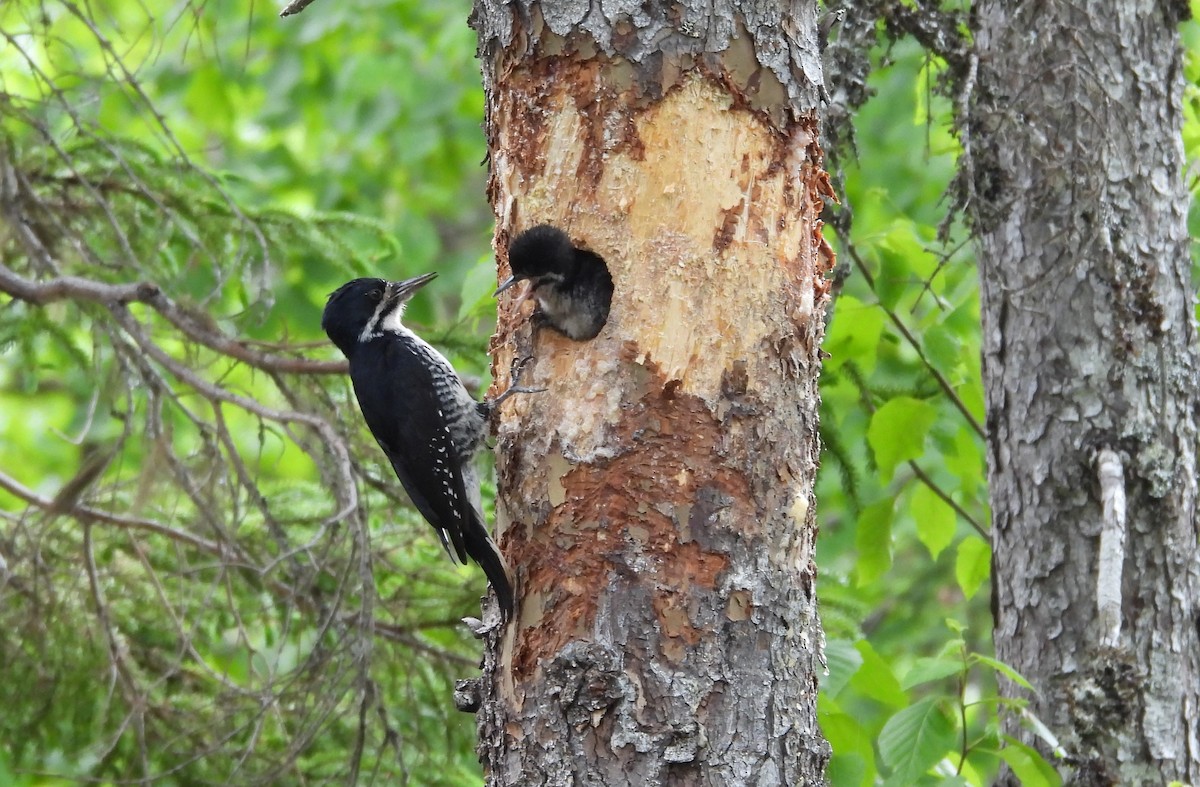 Black-backed Woodpecker - ML620833009