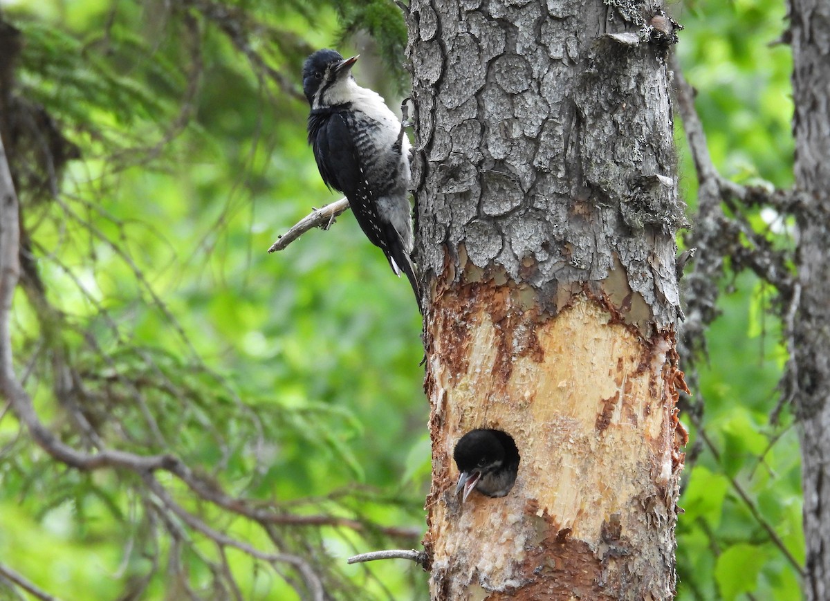 Black-backed Woodpecker - ML620833010